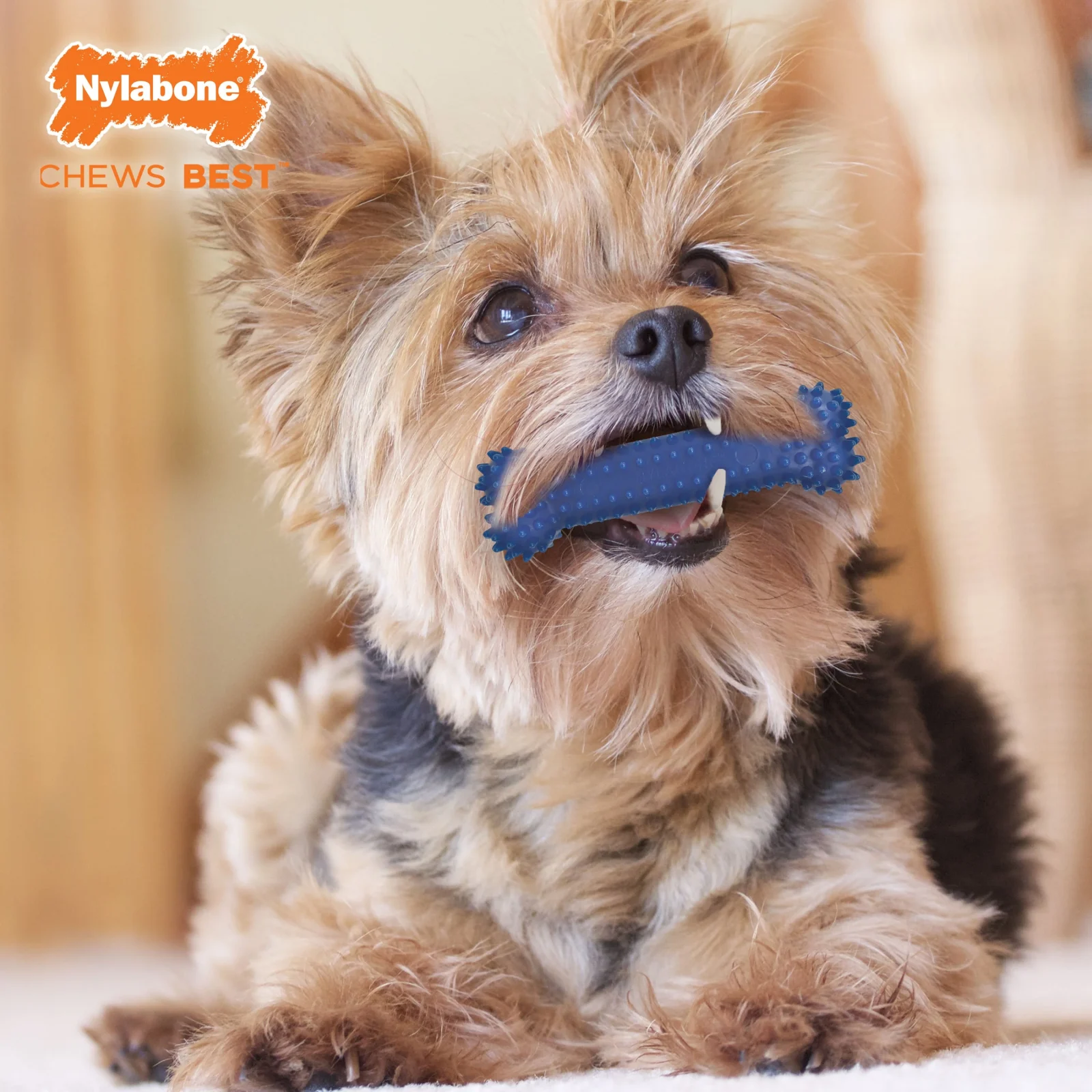 Nylabone DentalChew Blister Card Regular - Image 2
