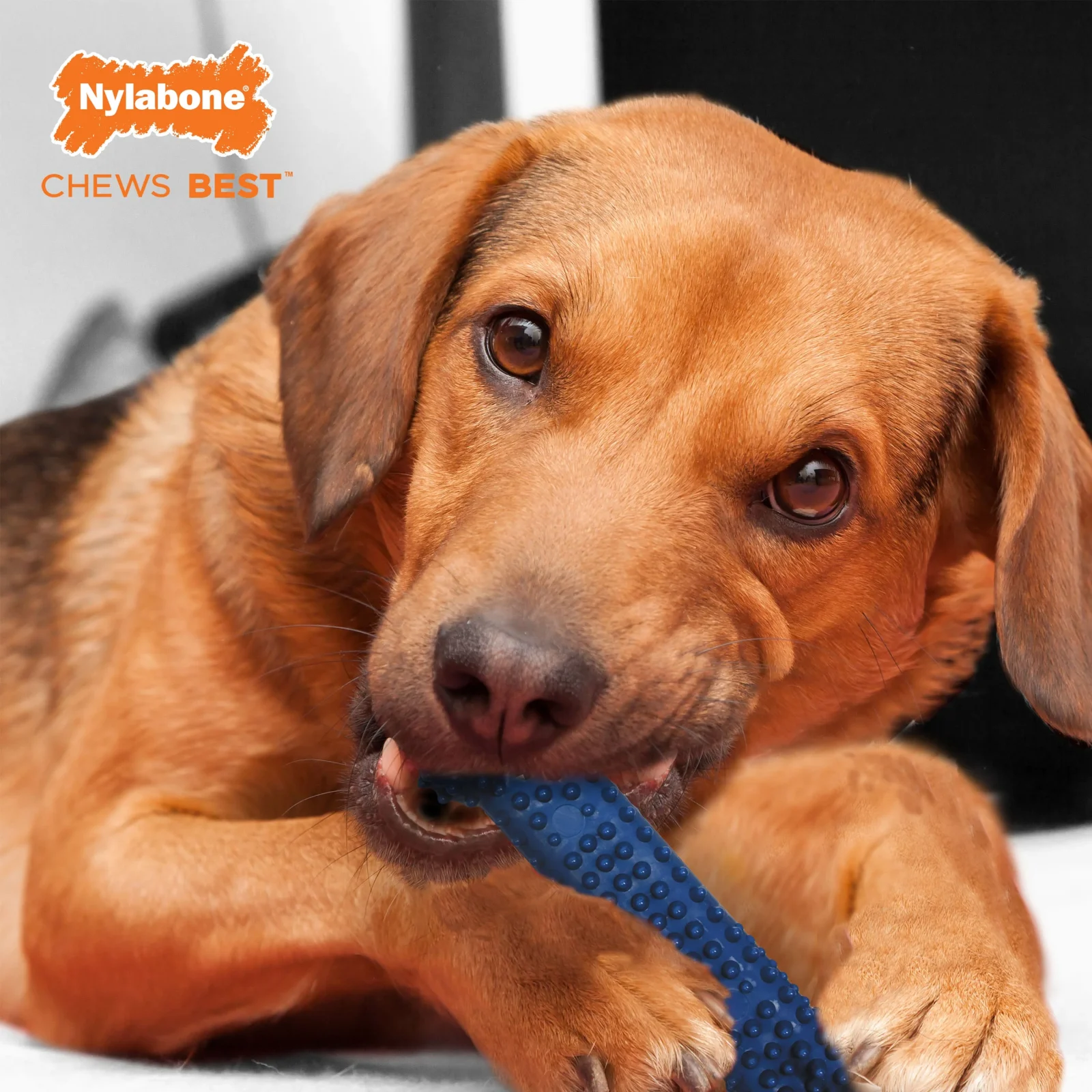 Nylabone DentalChew Blister Card Wolf - Image 2