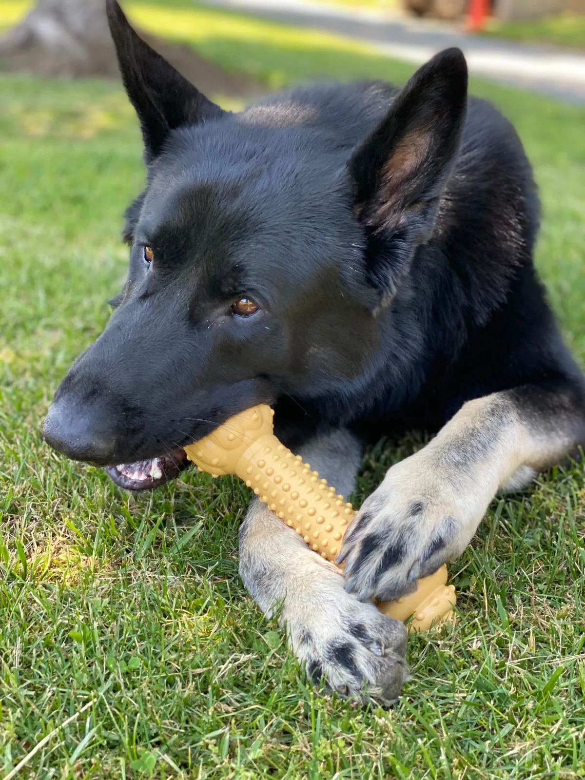 Nylabone Dura Chew Barbell Peanut Butter Flavor Monster - Image 2