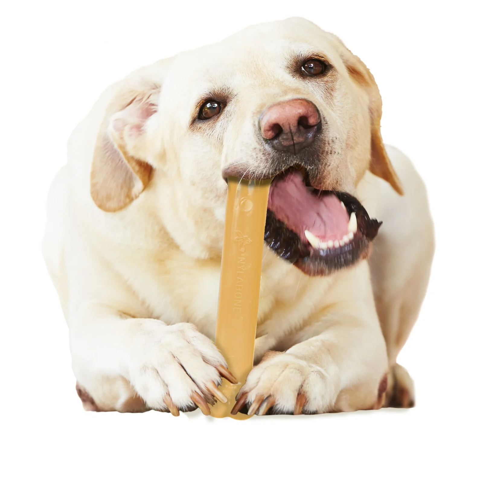 Nylabone Dura Chew Peanut Butter Giant Blister Pack - Image 2