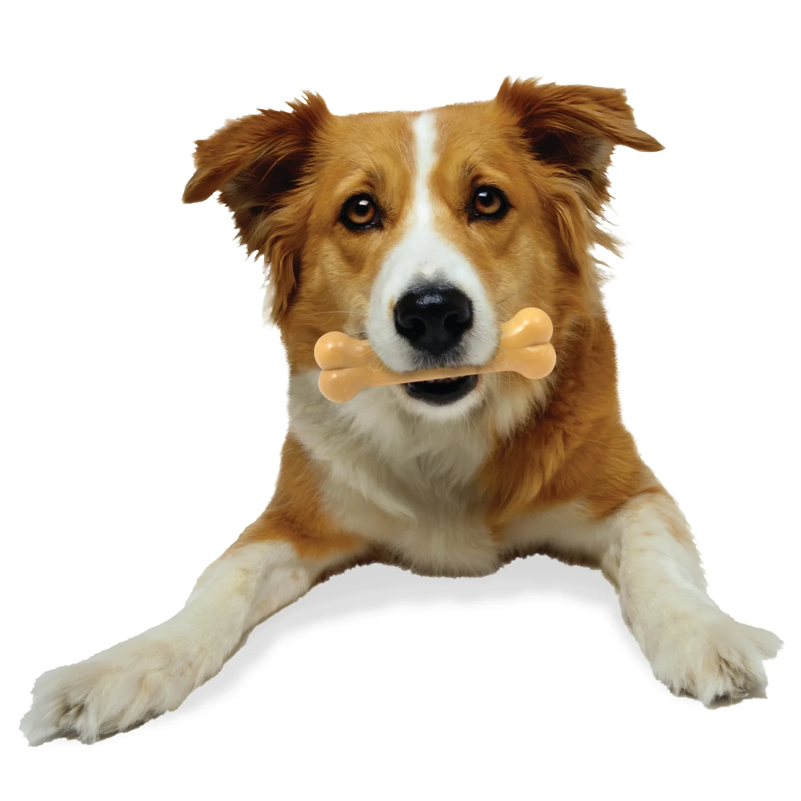 Nylabone Dura Chew Peanut Butter Wolf Blister Pack - Image 2