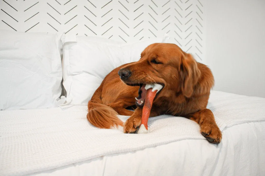 Nylabone Dura Chew Power Chew Femur Alternative Dog Chew Toy Beef Large - Image 2