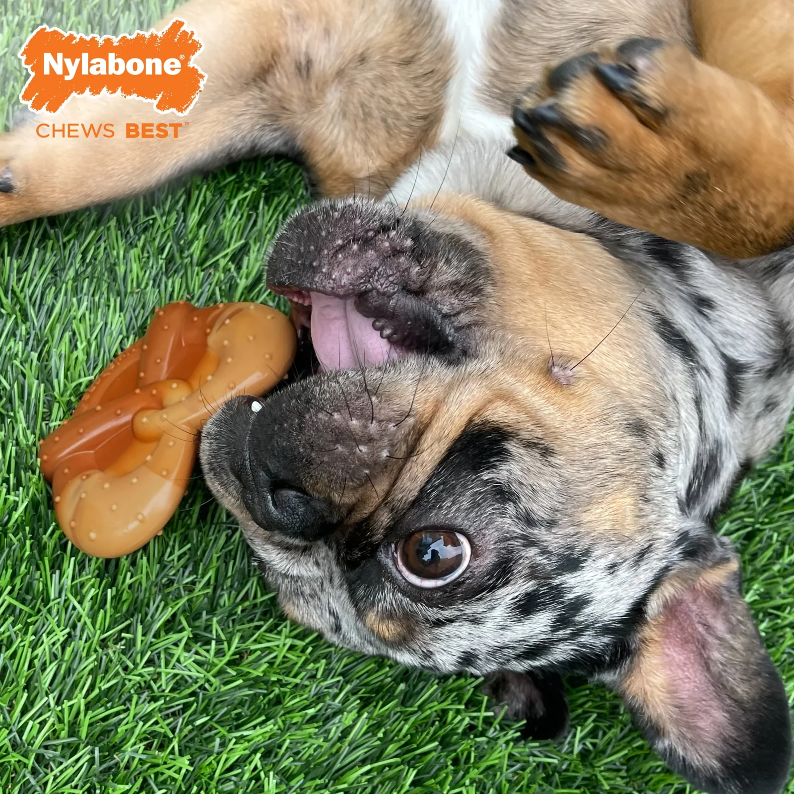 Nylabone Dura Chew Power Chew Pretzel Bacon & Peanut Butter Small/Regular - Image 2