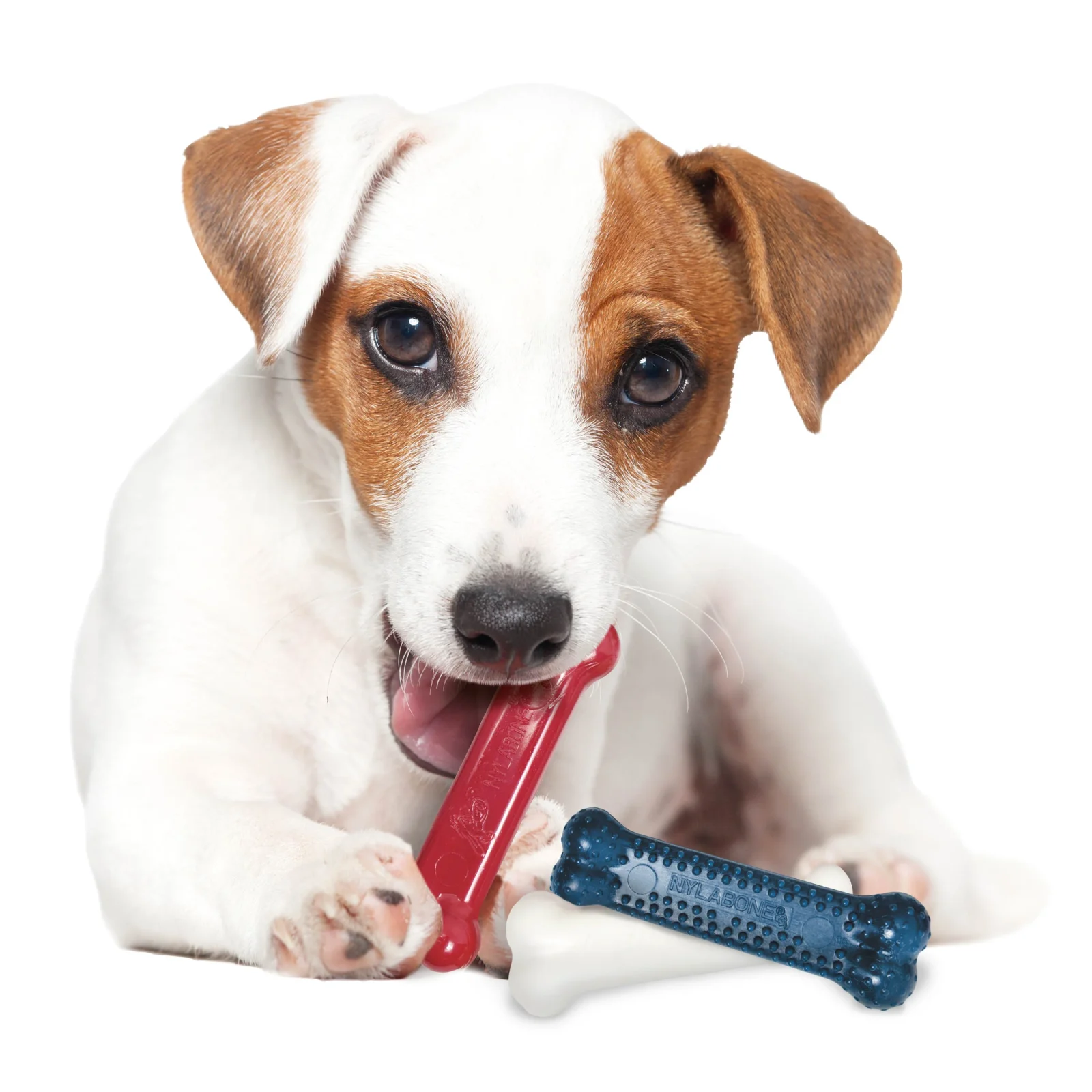 Nylabone DuraChew Triple Pack Red, White and Blue Variety Flavor Regular - Image 2
