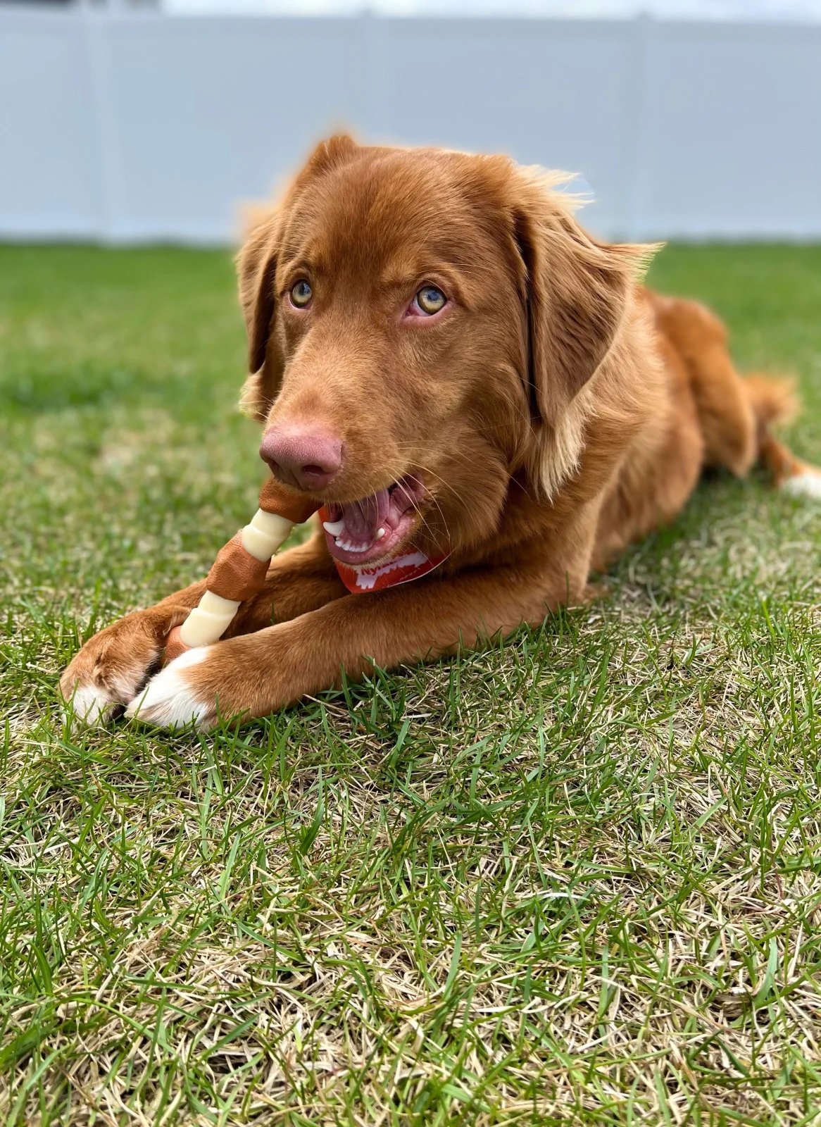 Nylabone Essentials Power Chew Shish Kabob Large - Image 2