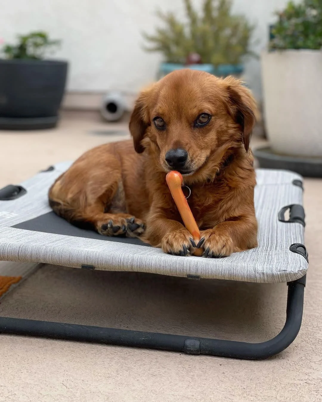 Nylabone Flavor Frenzy Pancakes & Sausage, Roast Beef Club & Lasagna Petite 3pk - Image 2