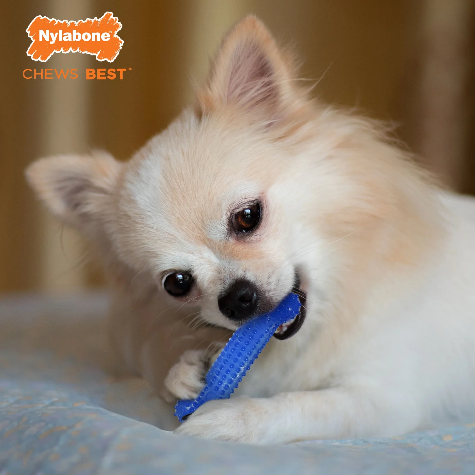 Nylabone Flexi Chew 2 Peanut Butter, 1 Bacon Petite 3pk - Image 2