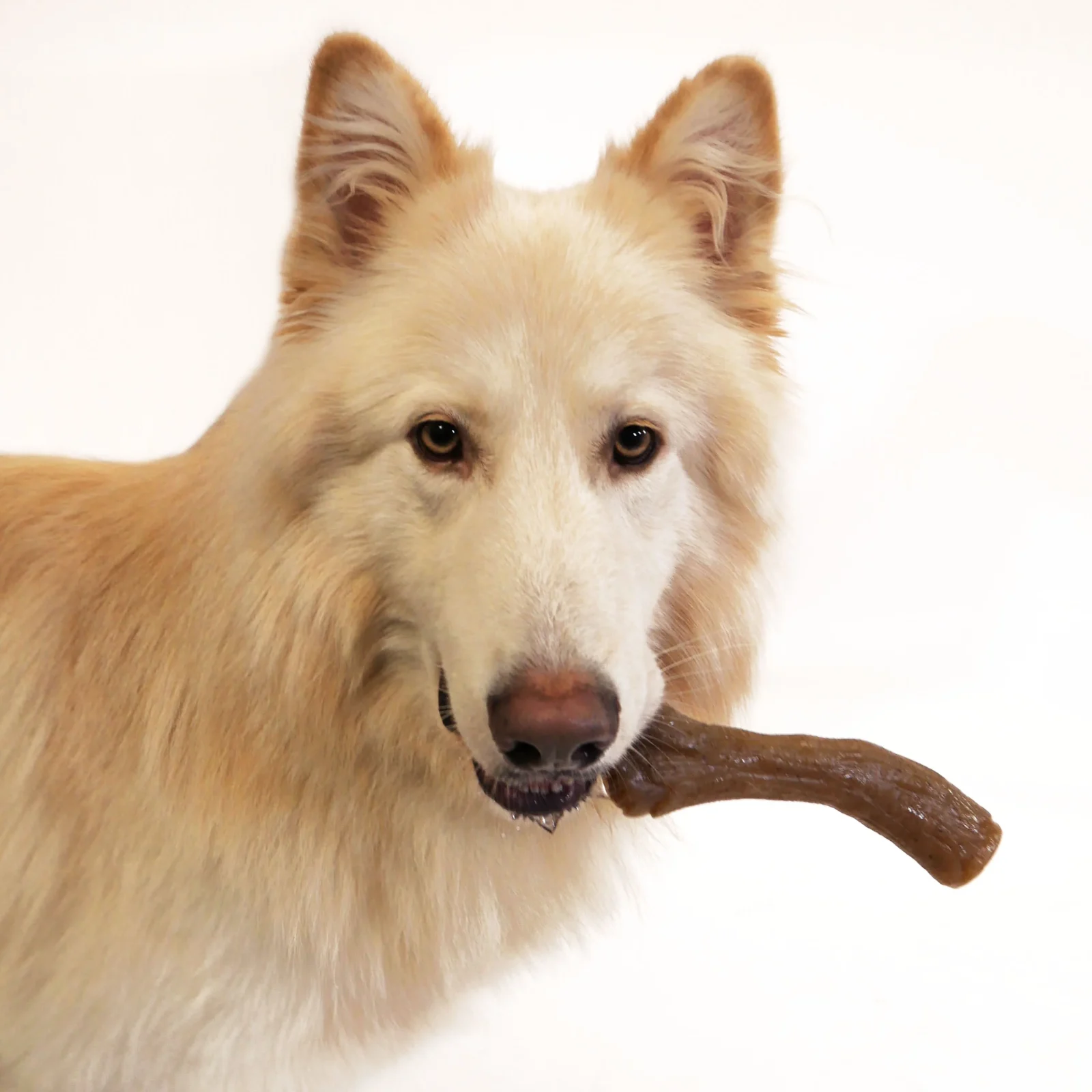 Nylabone Gourmet Style Strong Chew Stick Dog Toy Peanut Butter Souper/X-Large - Image 2