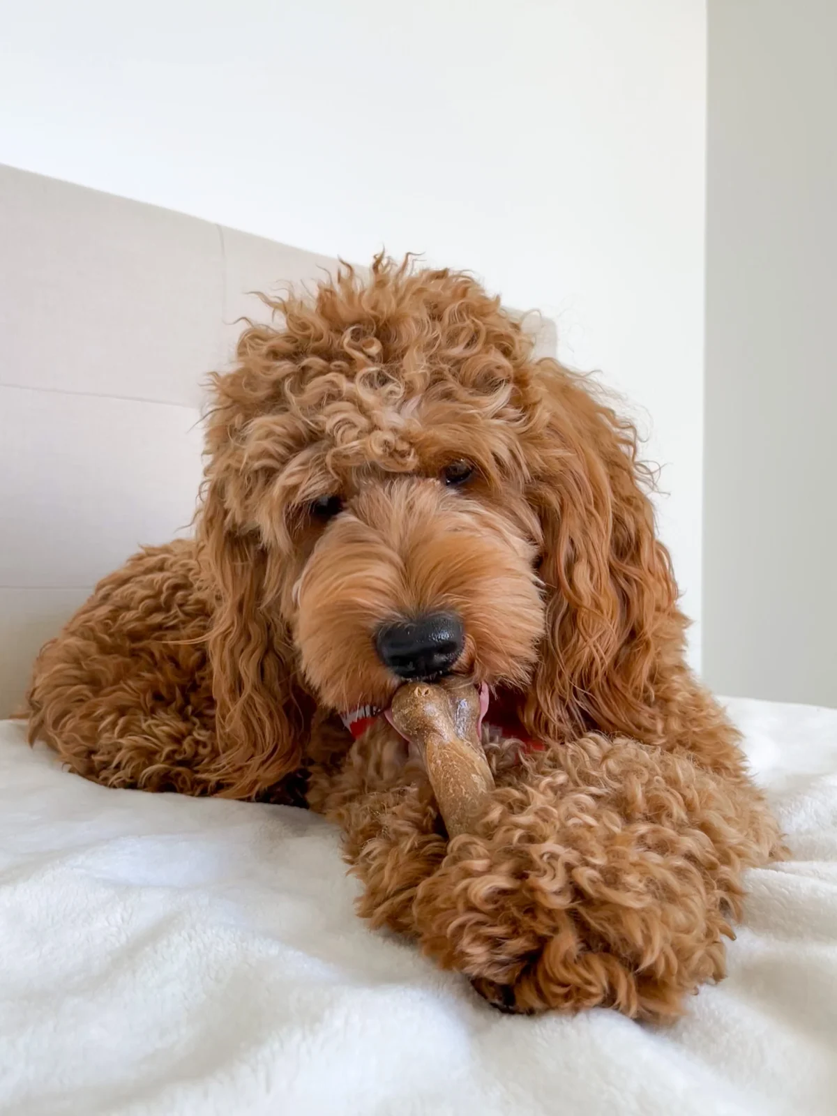 Nylabone Healthy Edibles Longer Lasting Bacon Wolf 2pk - Image 2