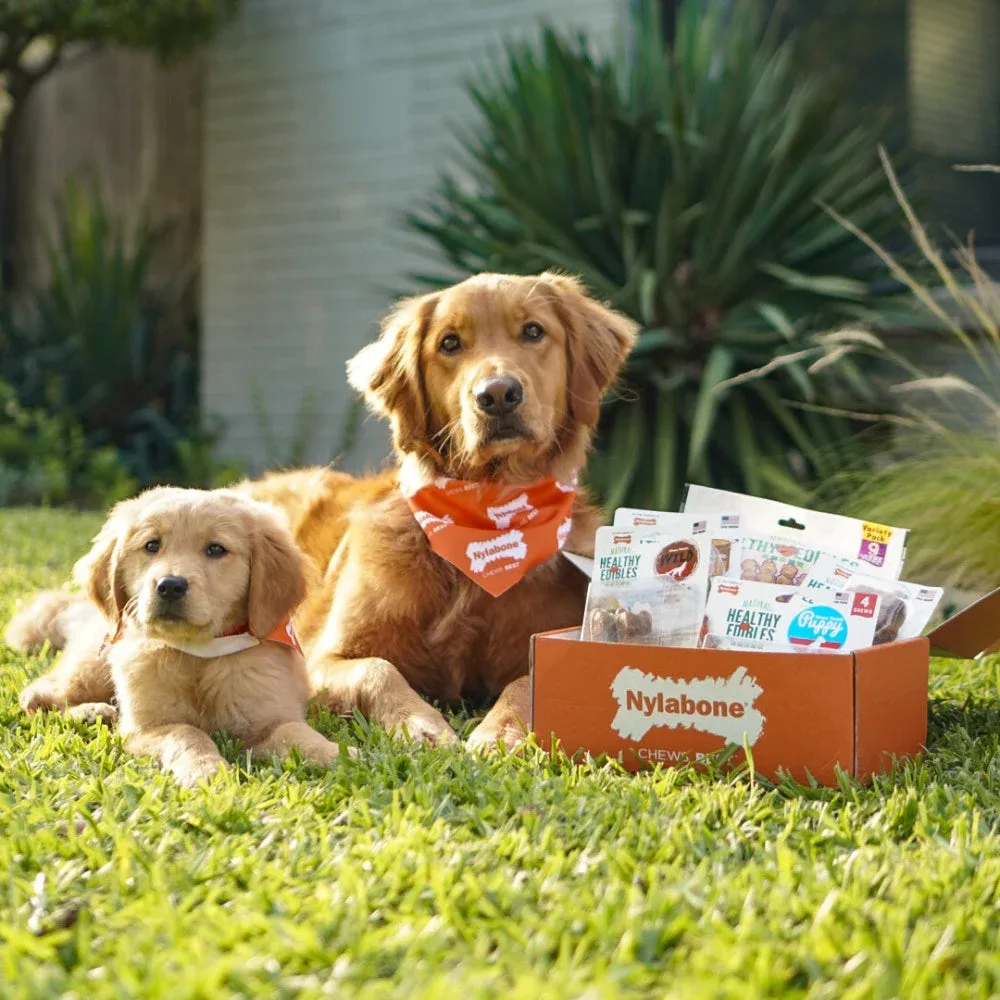 Nylabone Healthy Edibles Wild Bison Value Bag Small 16pk - Image 2