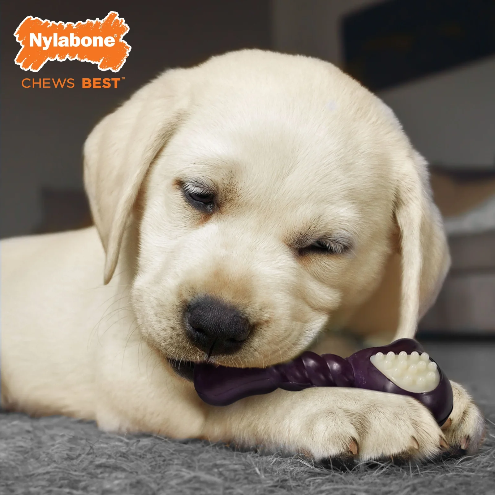 Nylabone Just for Puppies Double Action Bone Puppy Dog Teething Chew Toy Bacon, 1ea/SMall/Regular Up To 25 Ibs. 1 ct - Image 2