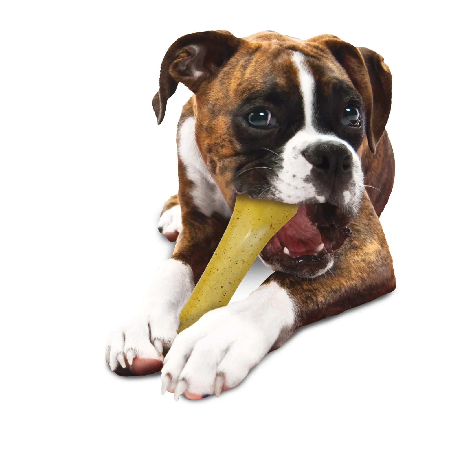 Nylabone Moderate Chew Chicken Chew Toy Chicken, 1ea/XL/Souper 50 Lbs. 1 ct - Image 2