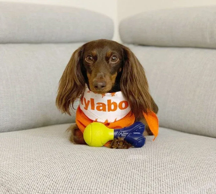Nylabone Play Fetch-A-Bounce - Image 2