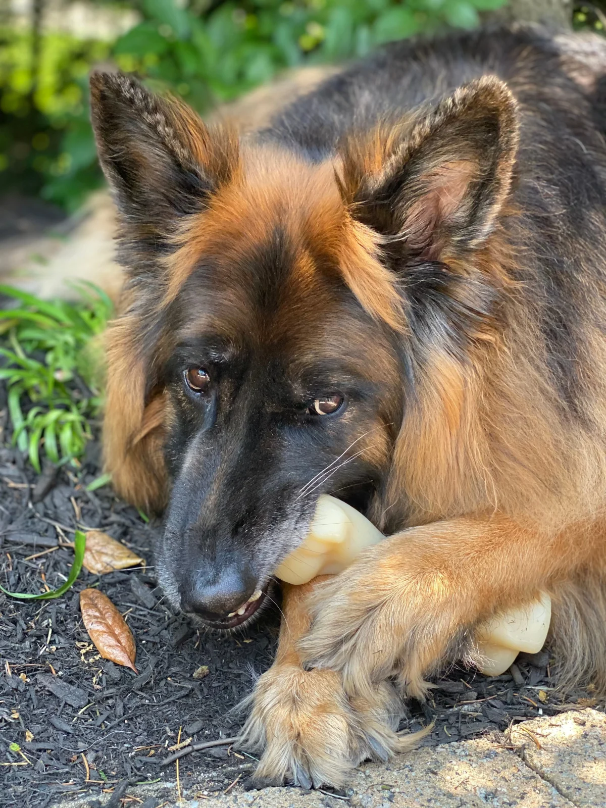 Nylabone Power Chew Femur Bone BIG Dog Chew Toy Chicken, 1ea/XXL/Monster 50 Lbs. 1 ct - Image 2