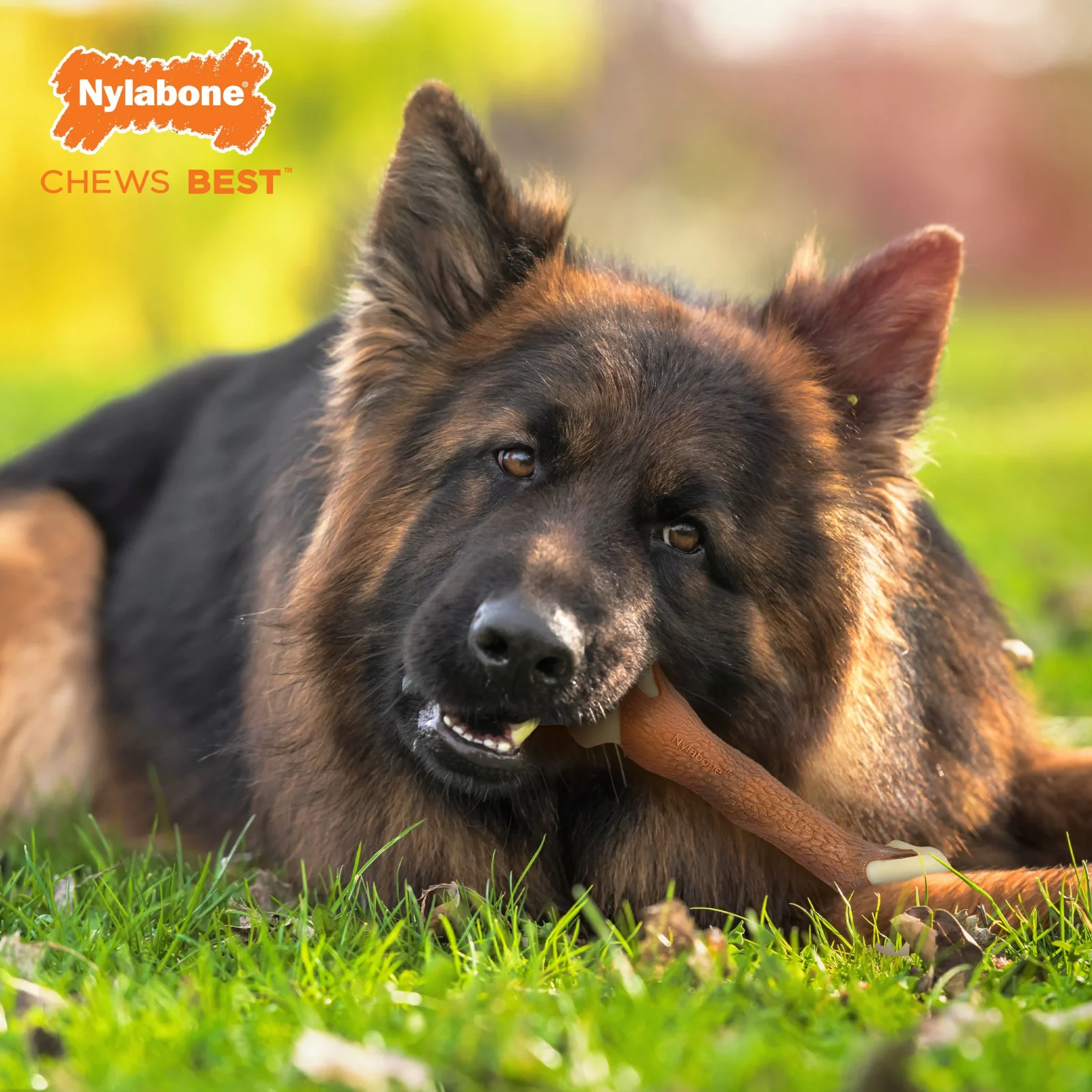 Nylabone Power Chew Femur Dog Bone Alternative Bacon 1ea/Large/Giant - Up To 50 lb - Image 2