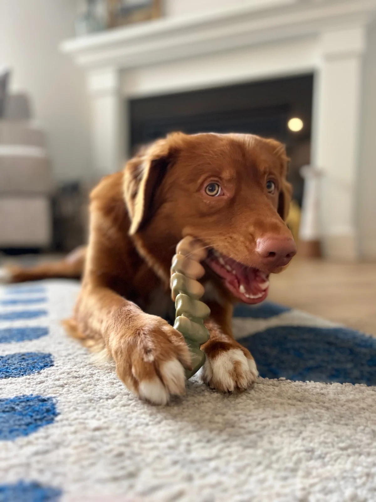 Nylabone Power Chew Gator Tail Alternative Chew Toy Chicken, 1ea/Large/Giant Up To 50 Lbs. 1 ct - Image 2