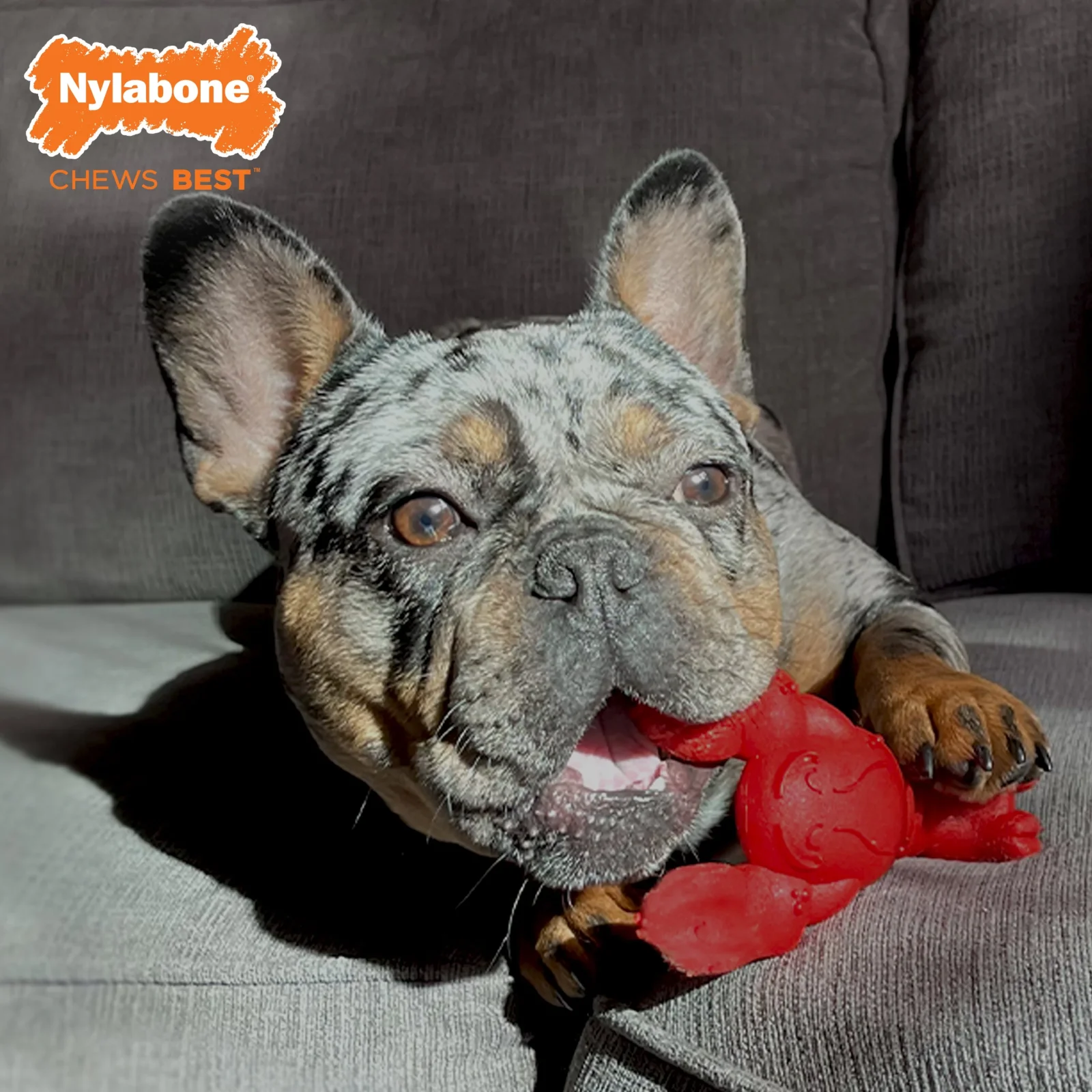 Nylabone Power Chew Lobster Dog Toy Filet Mignon Small - Image 2
