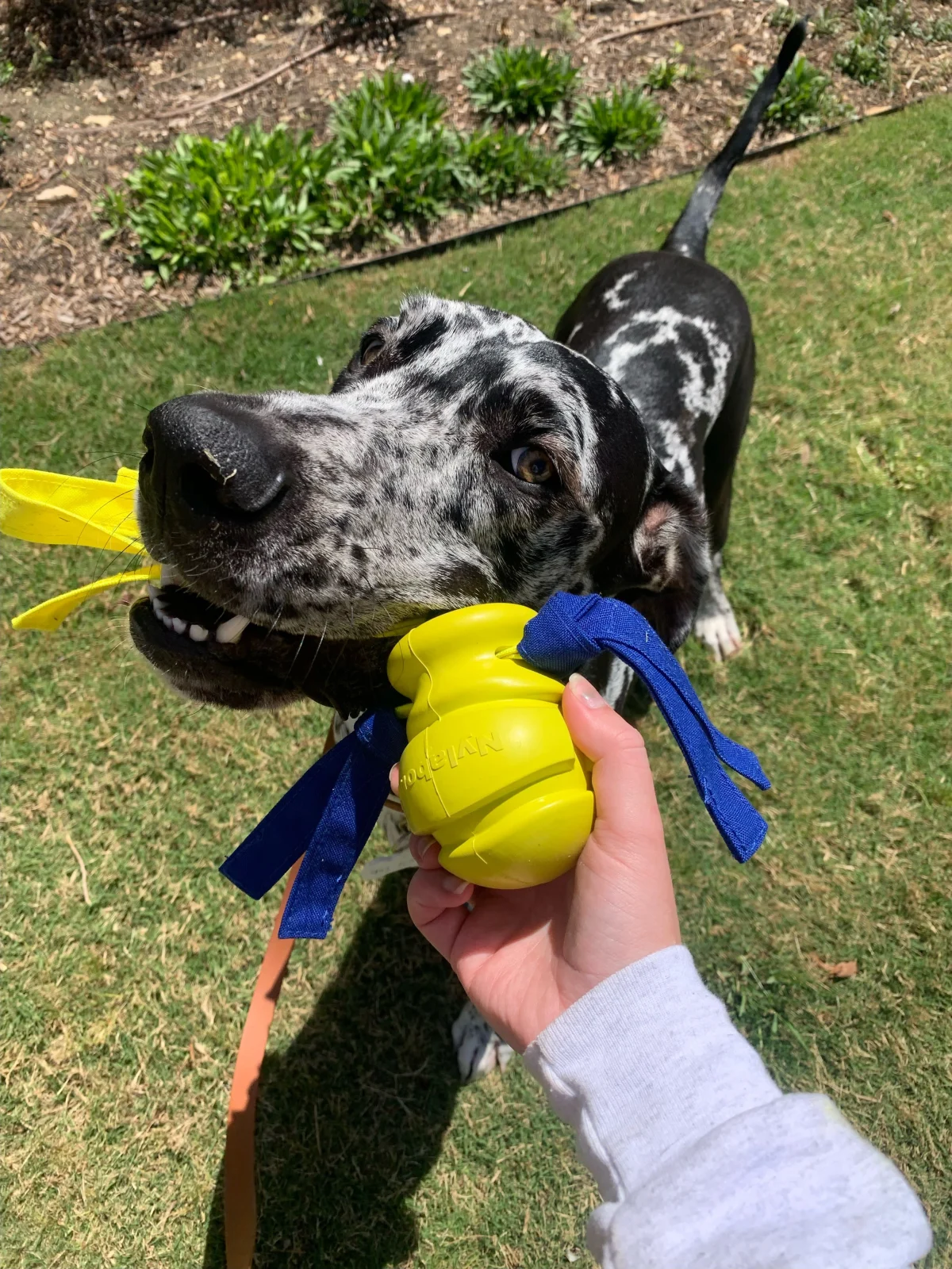 Nylabone Power Play Fetch Fling-a-Bounce Dog Toy Large 14in. - Image 2