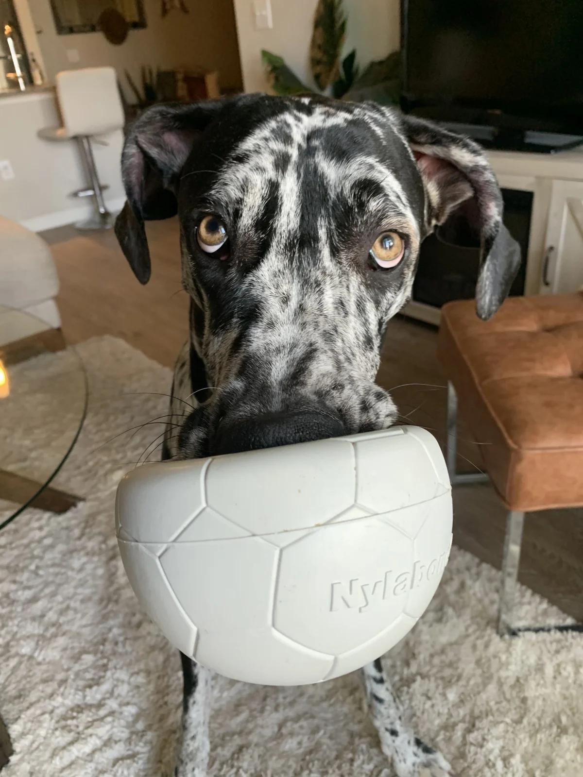 Nylabone Power Play Gripz Dog Soccer Ball Toy 1ea/Medium/Wolf Up To 35 Lbs. 1 ct - Image 2