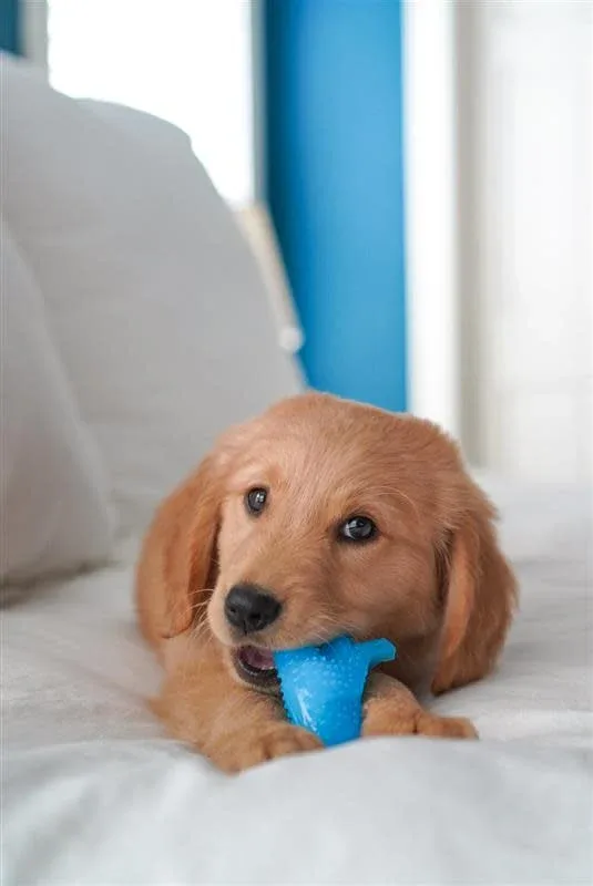 Nylabone Puppy Dino Chicken Flavor Regular - Image 2