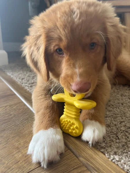 Nylabone Puppy Rubber Teethers Small - Image 2