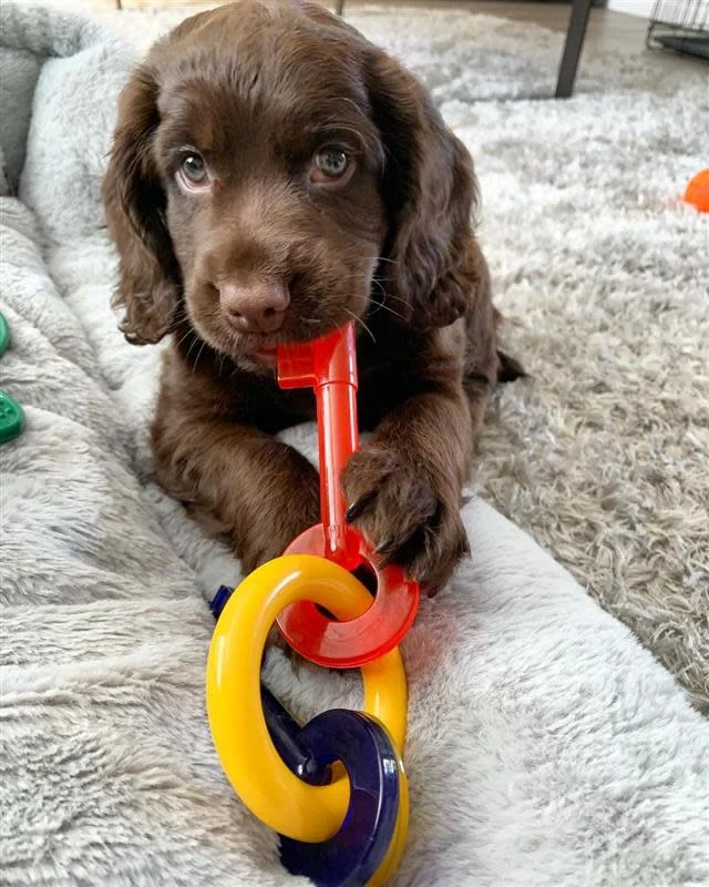 Nylabone Puppy Teething Keys Large - Image 2