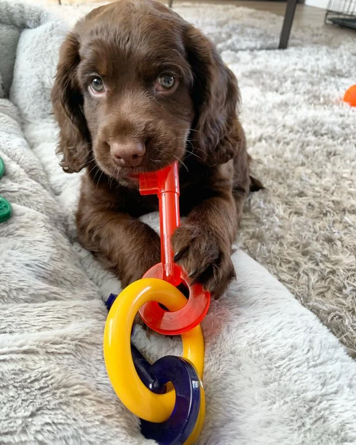 Nylabone Puppy Teething Keys Small - Image 2