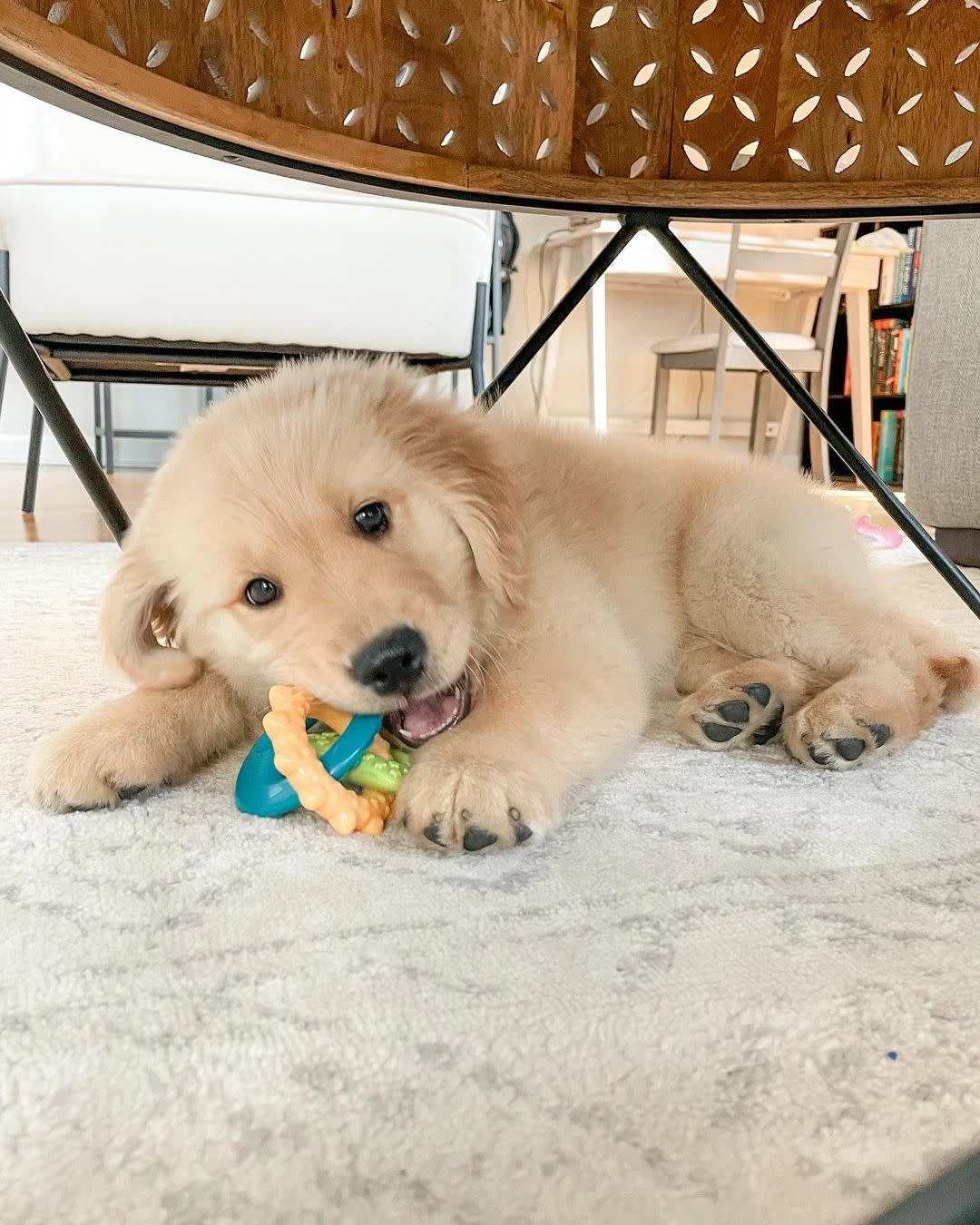 Nylabone Puppy Teething Rings - Image 2