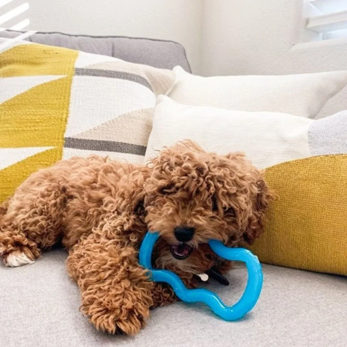 Nylabone Puppy Tug Translucent Blue - Image 2