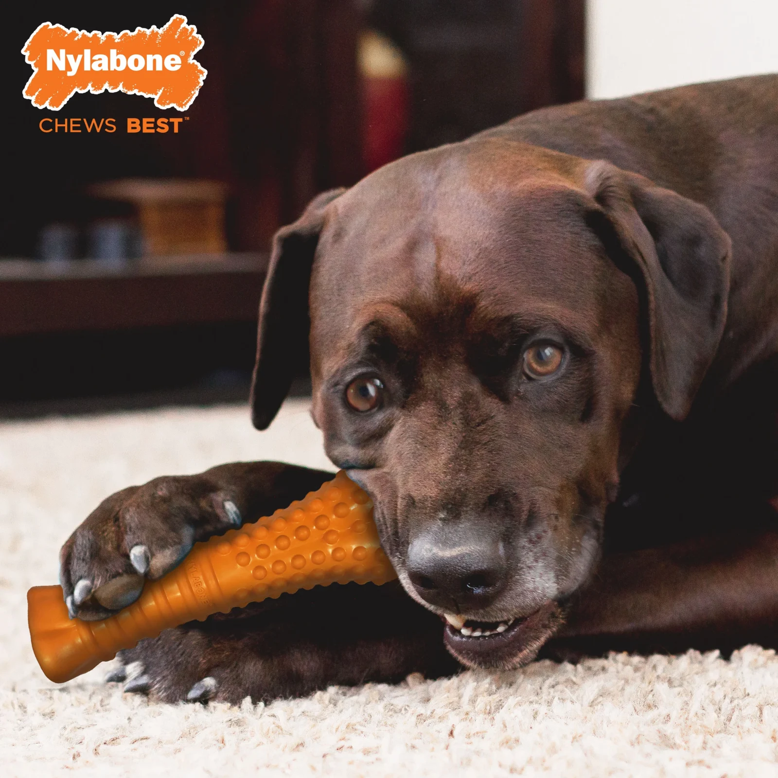Nylabone Silver Collection Strong Chew Rubber Bone Chew Toy for Senior Dogs Beef Flavor 1ea/XL/Souper - 50+ lb - Image 2