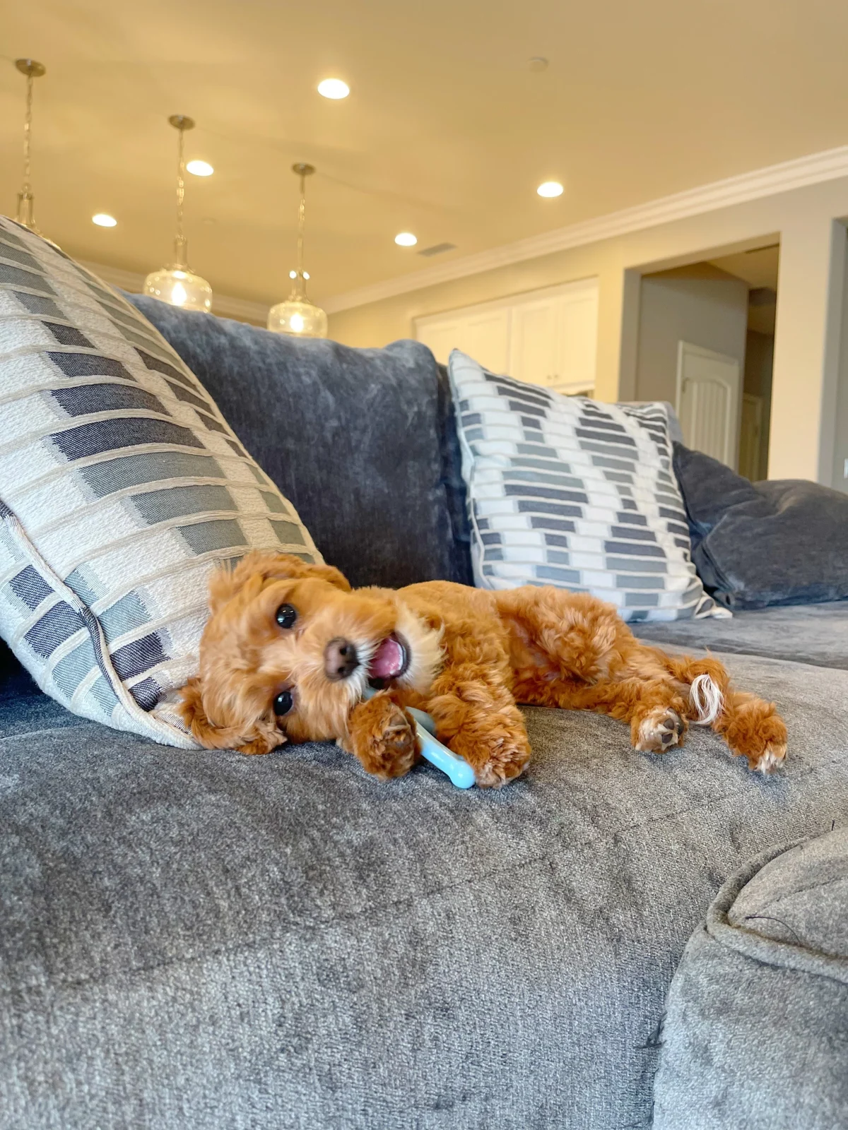 Nylabone Wishbone Puppy Chew Chicken Flavor Blue - Image 2