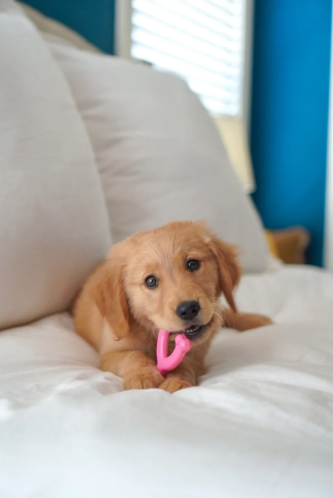 Nylabone Wishbone Puppy Chew Chicken Flavor Pink - Image 2