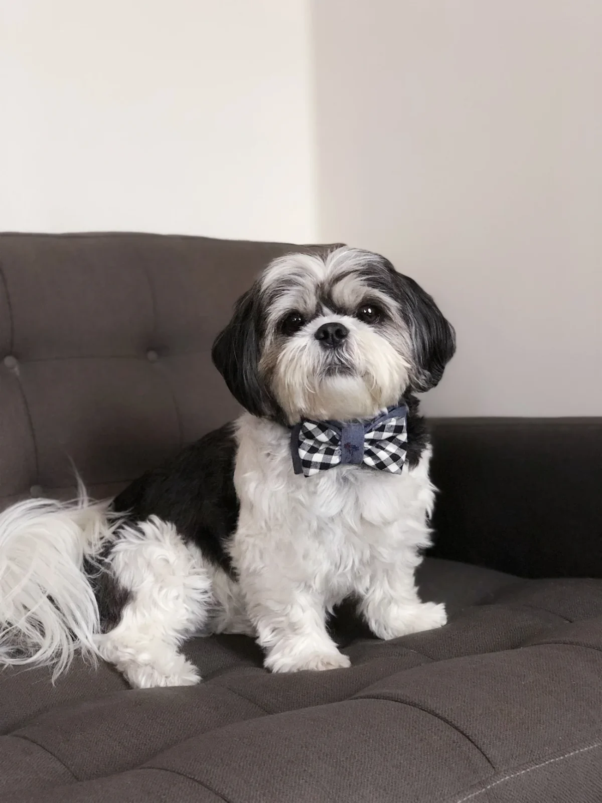 OH HONEY BEAR | Truman Bow Tie - Image 2