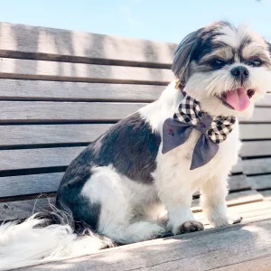 OH HONEY BEAR | Truman Sailor Bow