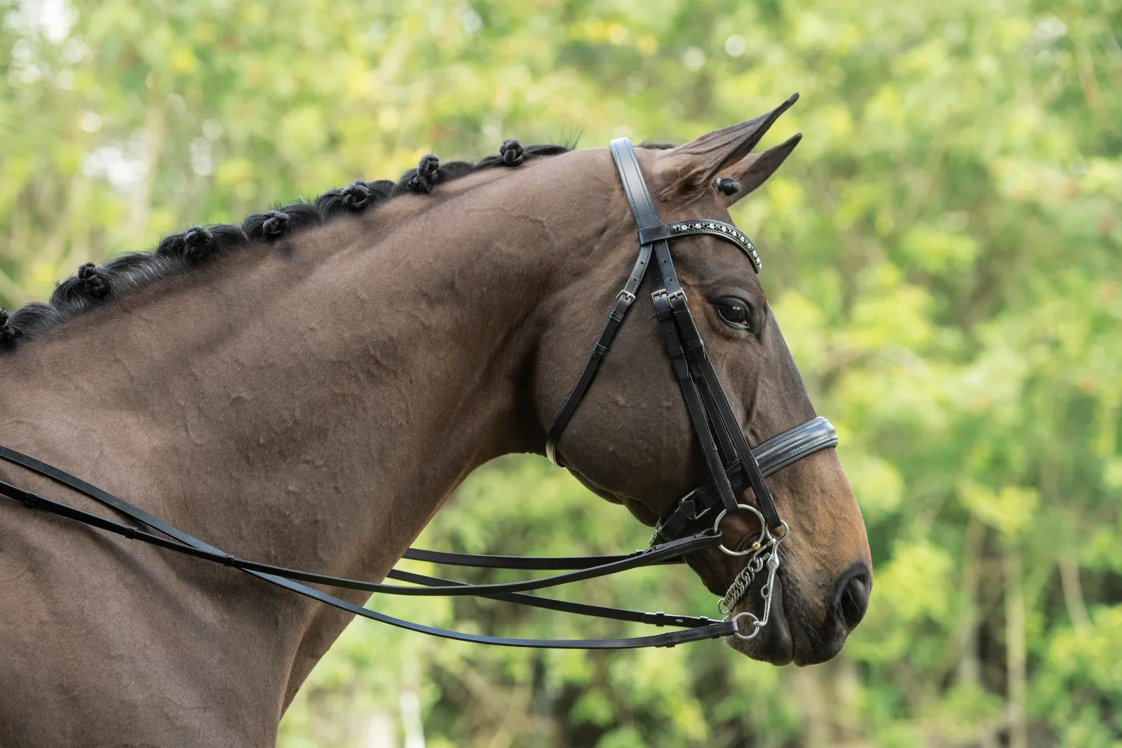 Otto Schumacher Tiffany Double Bridle - Image 2