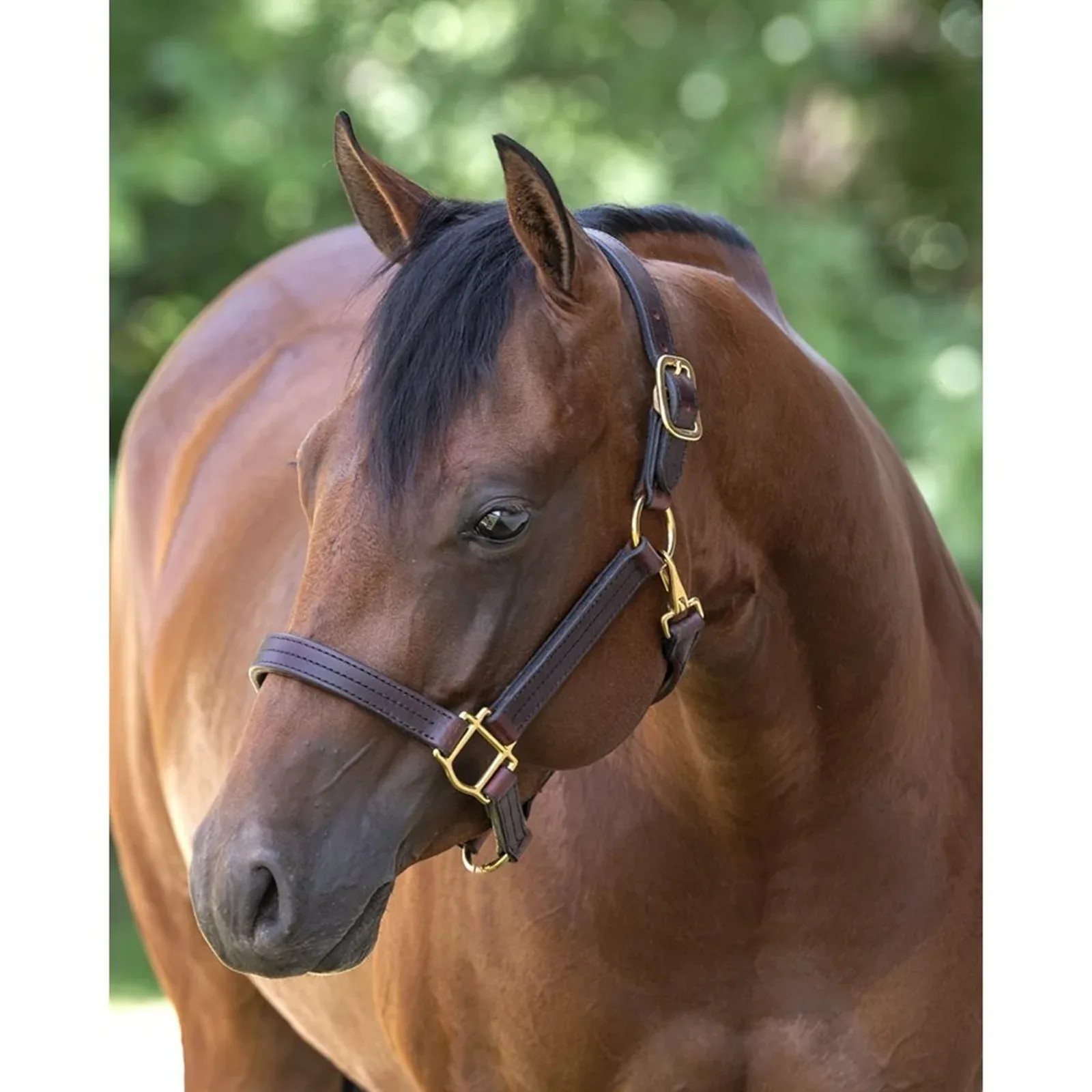 Perris Heavyweight Leather Halter - Image 2