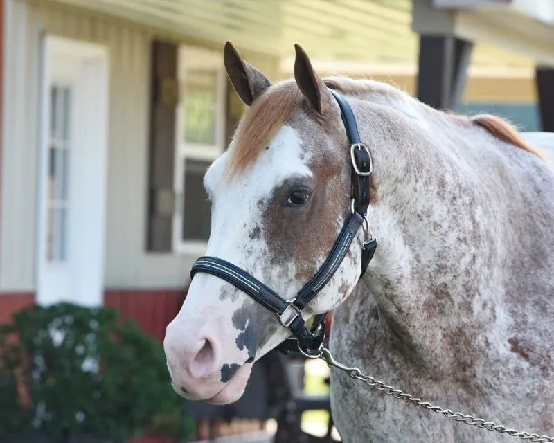 Perris Multi Bling Padded Halter - Image 2