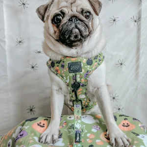 Pet Blanket - Haunt Mess