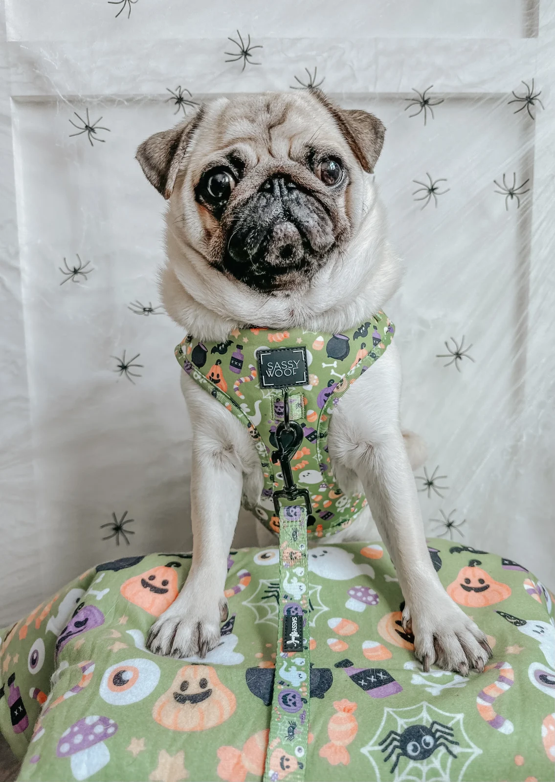 Pet Blanket - Haunt Mess