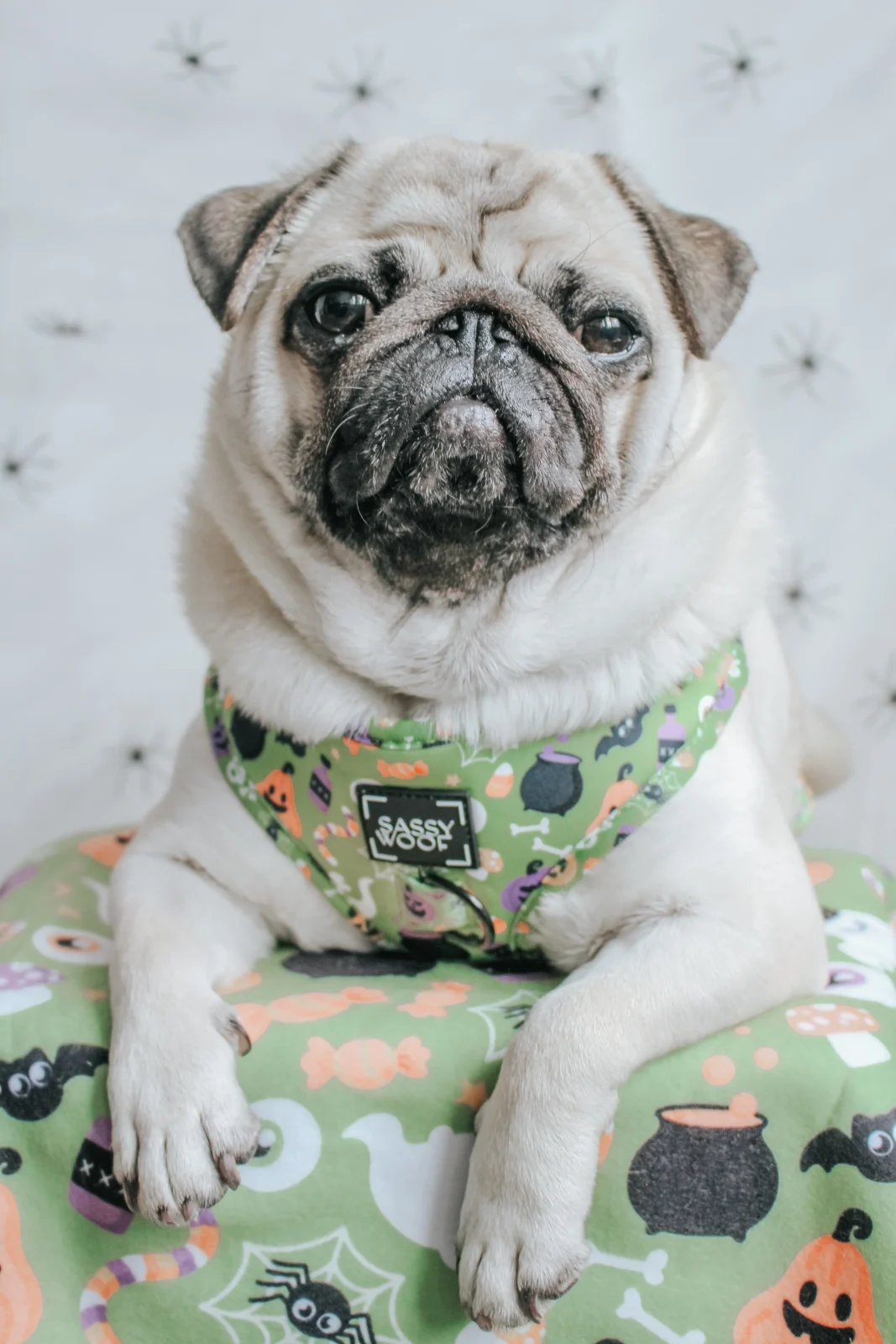 Pet Blanket - Haunt Mess - Image 2