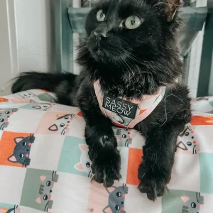 Pet Blanket - Smitten Kittens