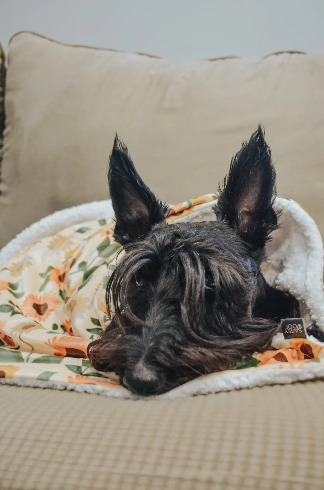Pet Blanket - Sunflower Dreams - Image 2