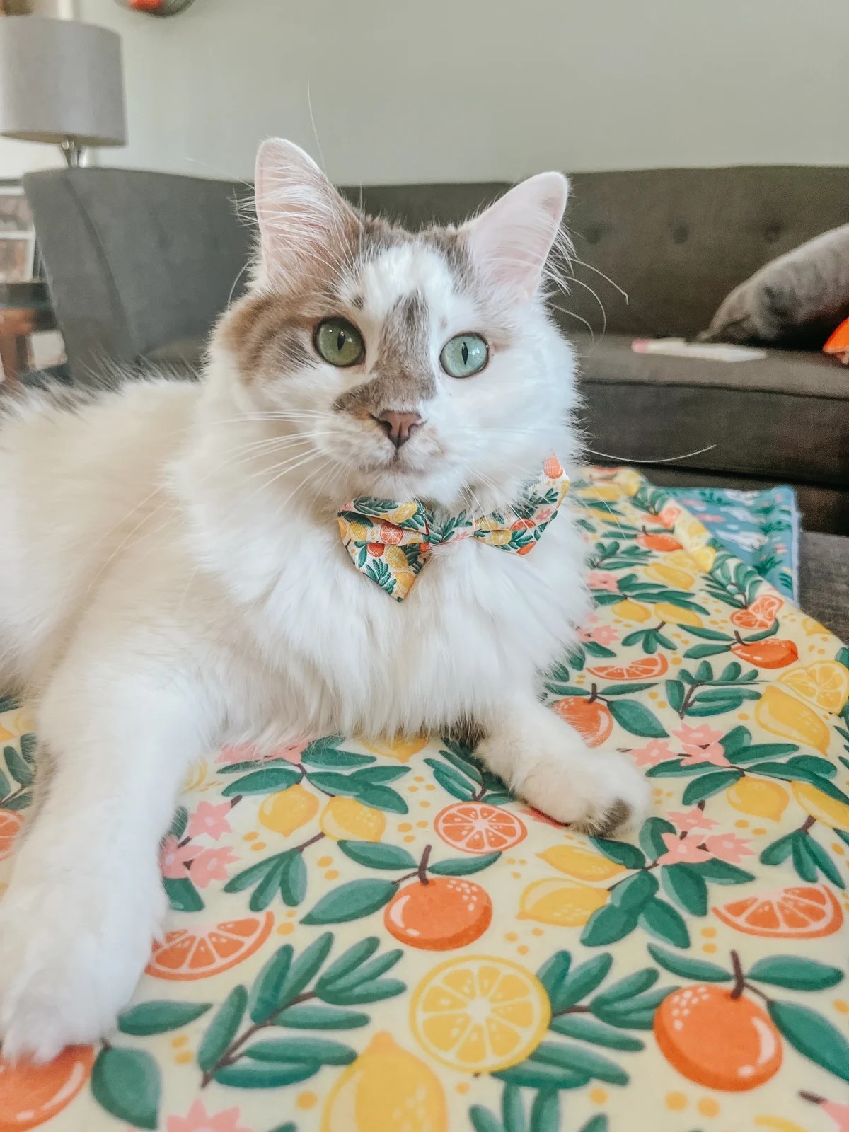 Pet Blanket - Zest Friends - Image 2