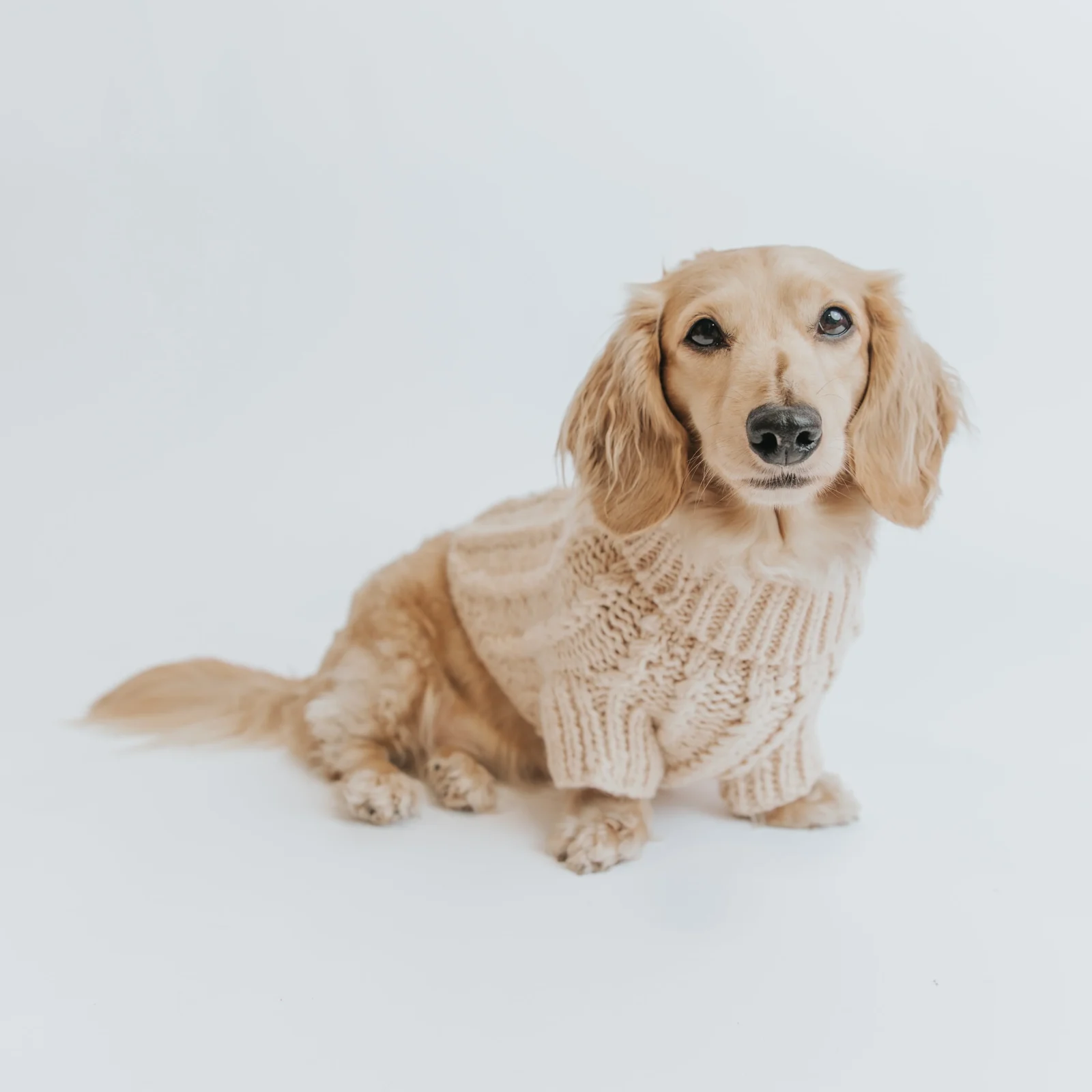 Pet Cable Knit Sweater - Beige - Image 2