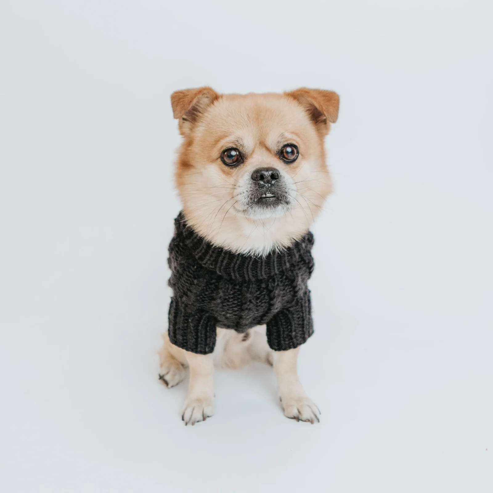 Pet Cable Knit Sweater - Black - Image 2