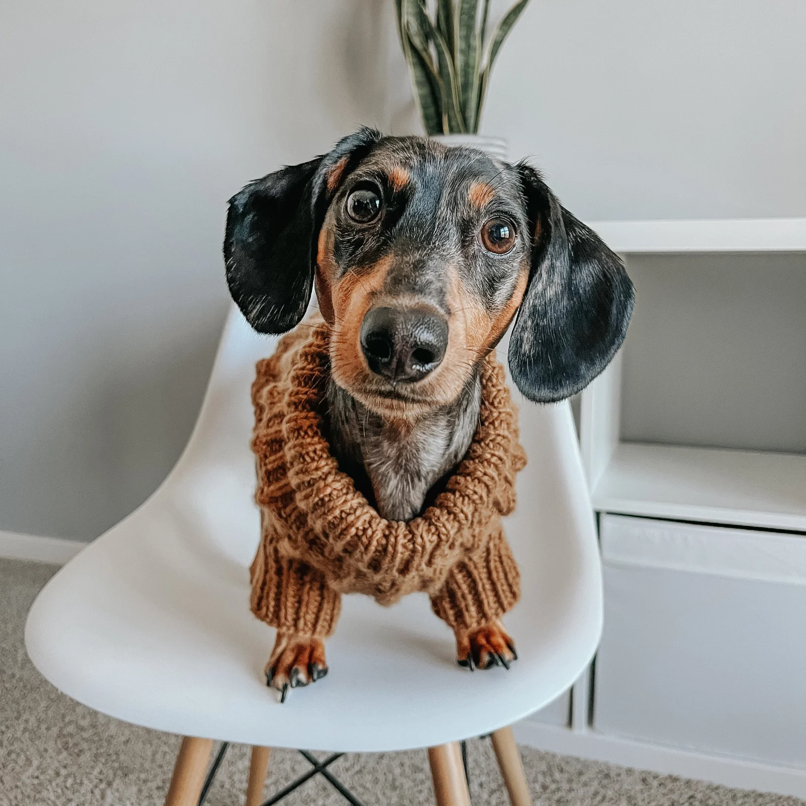 Pet Cable Knit Sweater - Brown - Image 2