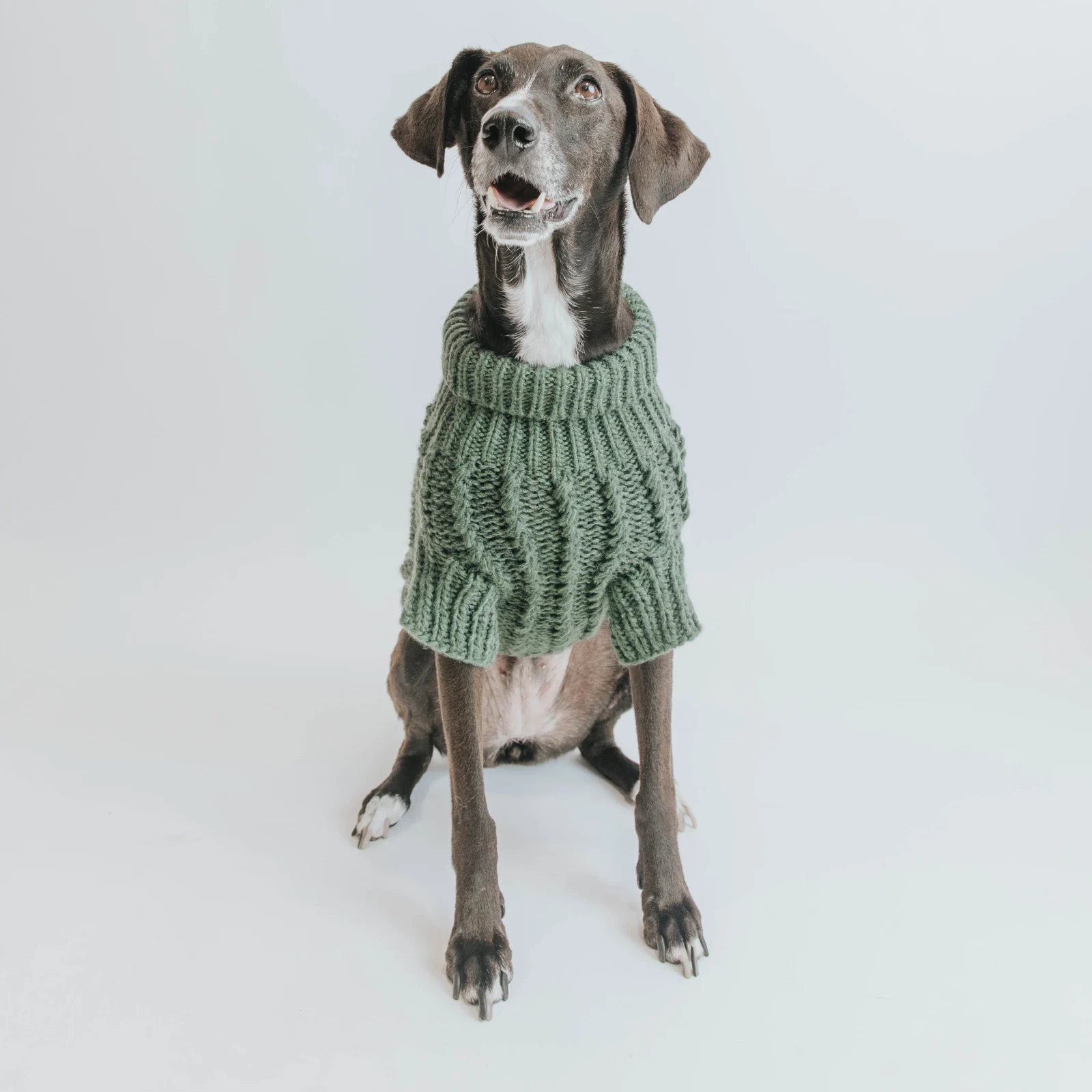 Pet Cable Knit Sweater - Dark Green - Image 2