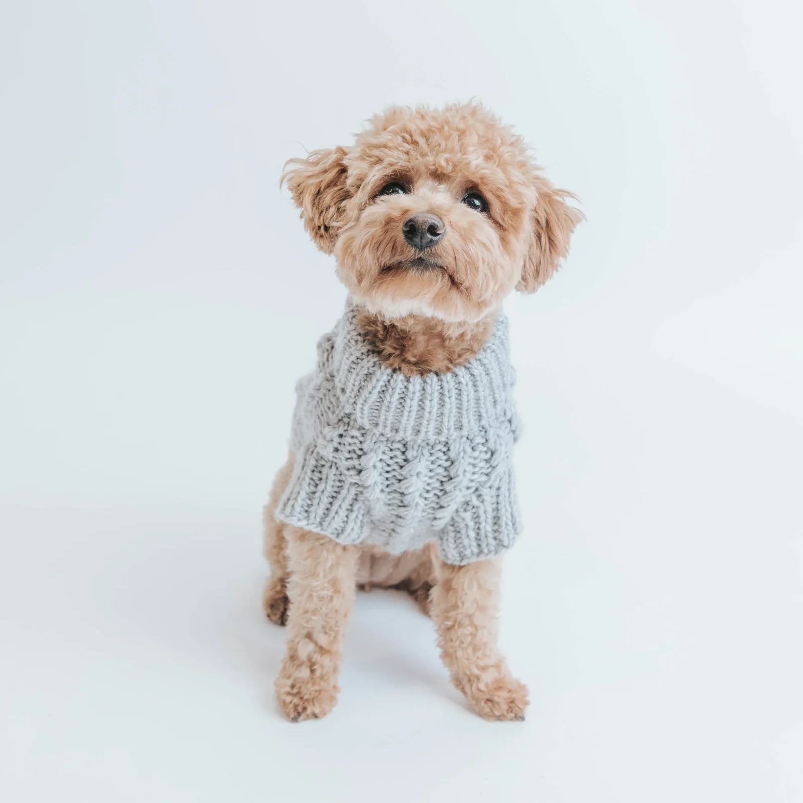Pet Cable Knit Sweater - Gray - Image 2