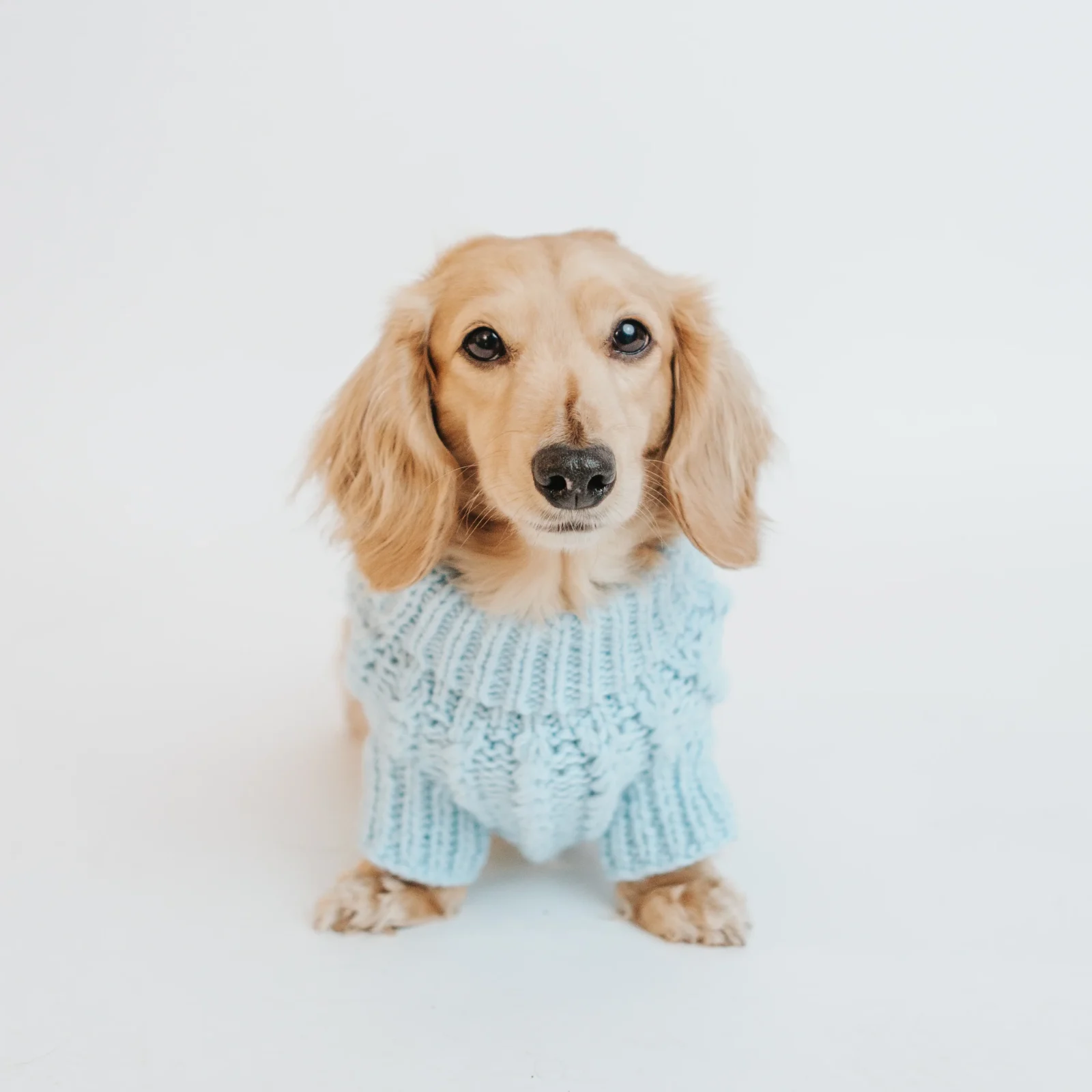 Pet Cable Knit Sweater - Light Blue - Image 2