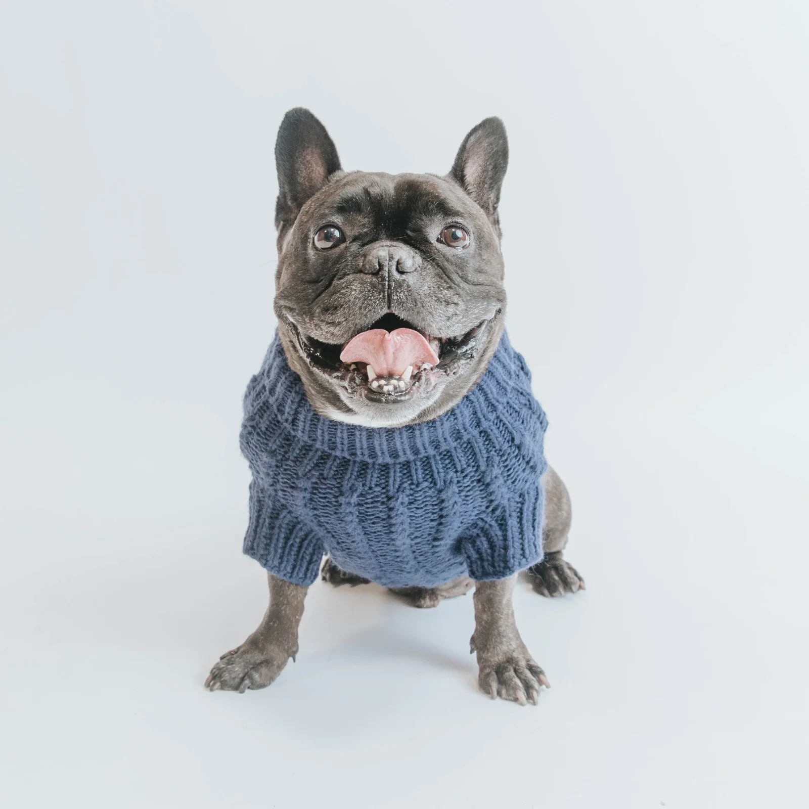 Pet Cable Knit Sweater - Navy - Image 2